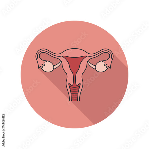 Uterus Anatomy Illustration Female Reproductive System Icon Gynecology Women s Health Organ Biology Medicine Healthcare