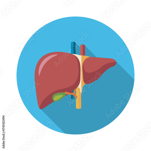 Human Liver Anatomy Illustration Medical Diagram Health Science Biology Educational Art Detailed Anatomical Structure