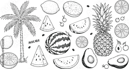 Hand drawn tropical fruit illustration set with palm tree, watermelon, pineapple, avocado, lemon, citrus slices, exotic summer food vector design collection