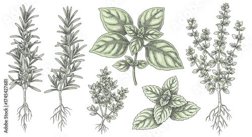 Collection of Fresh Culinary Herbs with Roots Including Rosemary, Basil, Mint, and Thyme on an Isolated White Background