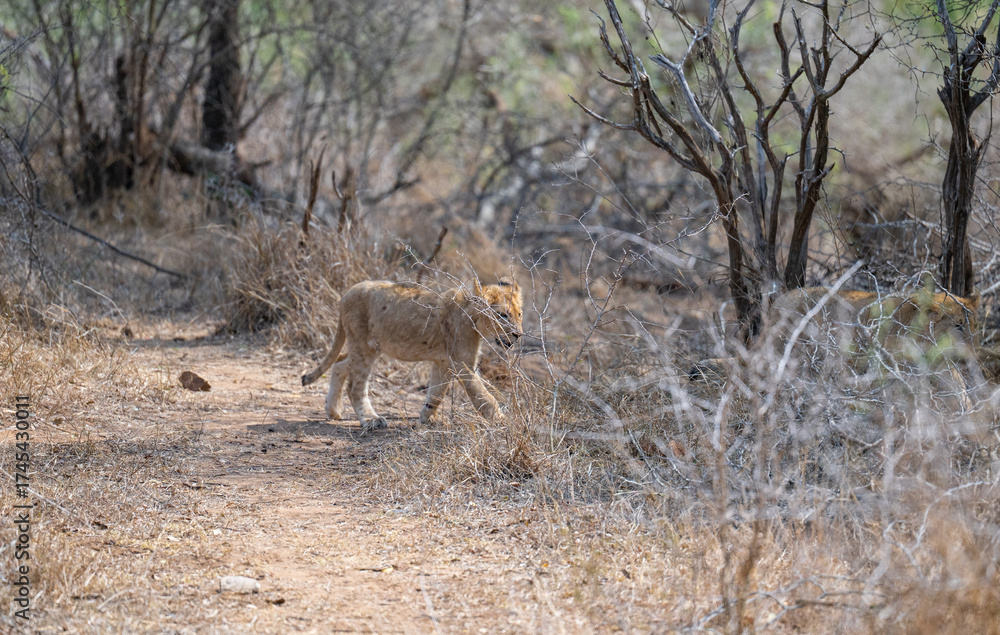 Fototapeta premium Löwin oder Löwe im Busch vom Krüger National Park - Kruger Nationalpark Südafrika