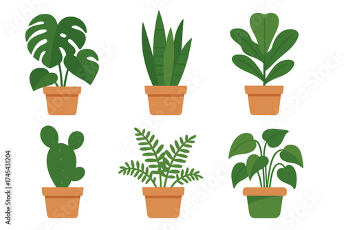 Collection of potted indoor plants like monstera, snake plant, and cactus varieties