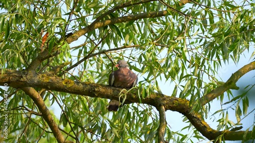 a young wild pigeon sits on a tree branch