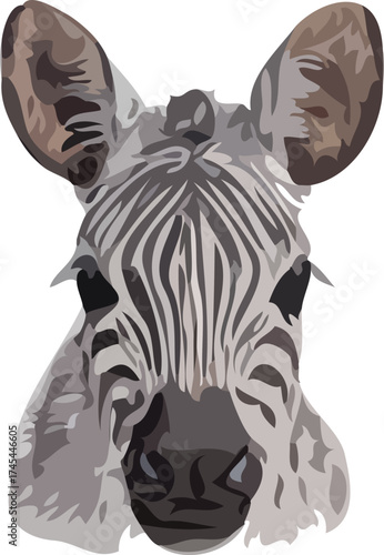Zebra vector art