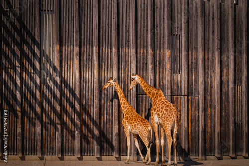 Canvas Print Three giraffes standing together near the wooden wall in zoo