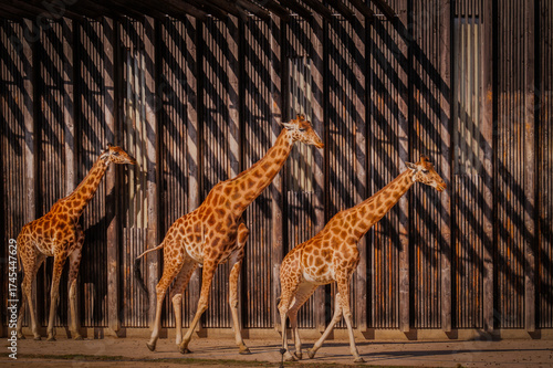 Photography Three giraffes walking together, animals in a zoo