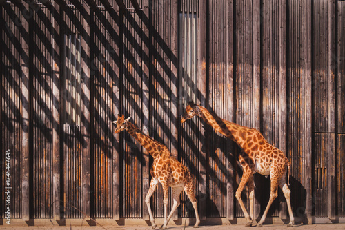 Canvas Print Three giraffes standing together near the wooden wall in zoo