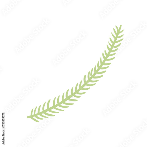 Single coniferous, spruce tree branch isolated on transparent. Hand drawn flat vector illustration. Traditional holiday, Xmas, New Year, seasonal design element, clip art