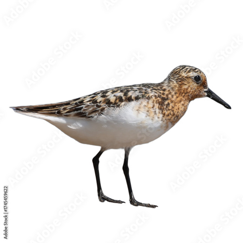 Sanderling Calidris alba on Beach Isolated