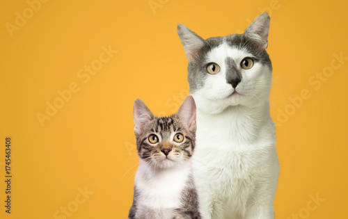 Kitten and cat portrait together on yellow background