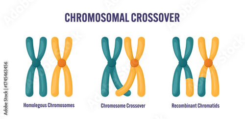 Chromosomal crossover diagram showing homologous chromosomes crossing over process, and recombinant chromatids for meiosis genetics illustration educational infographic biology class textbook material