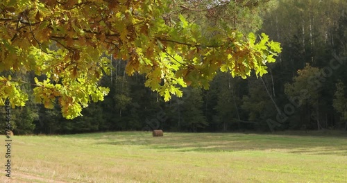 Field with a tree in the background. The tree has leaves that are yellow and brown. There is a hay bale in the field
