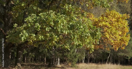 Two oaks with green leaves and yellow leaves. The green leaves are on the left tree and the yellow leaves are on the right tree