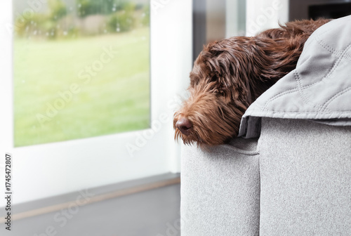Bored dog with head on sofa back looking at the rain outside. Side view of brown fluffy puppy dog resting or waiting with longing body language. 1 year old female Labradoodle dog. Selective focus.