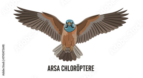 Colorful Arsa Chloroptere Bird with Wings Spread Wide.