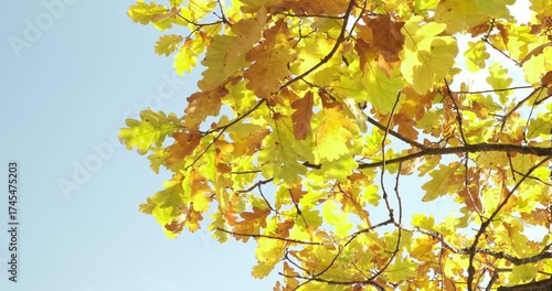 Tree with bright yellow leaves is standing tall in a clear blue sky. The leaves are scattered all over the tree, some are closer to the top and others are lower down