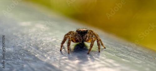 The tiny spider on the handrail