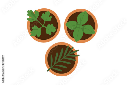 Overhead view of three potted herbs: parsley, basil, and rosemary plants