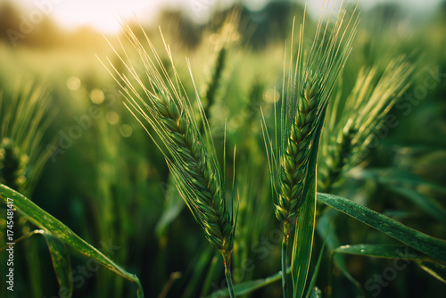 A close up of green wheat growing in a field