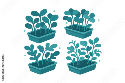 Four distinct groups of young green plants growing in teal seed starting trays