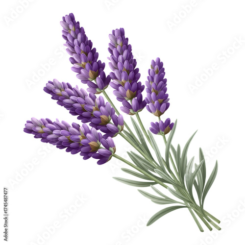 A digital illustration of a bunch of lavender flowers with green stems and leaves.