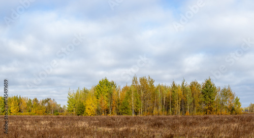 Panorama of the autumn forest at the edge of the field. Autumn forest panoramic landscape