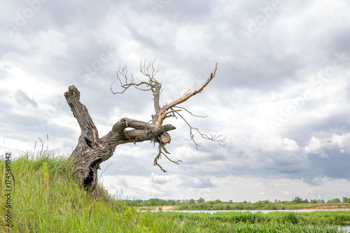 A dry tree on a high riverbank, beautiful clouds