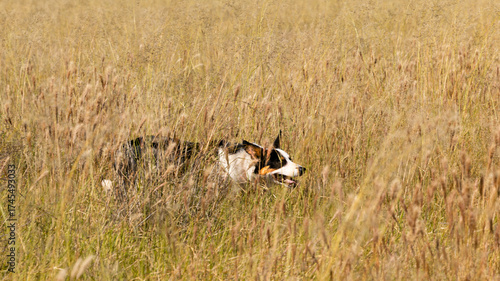 Beautiful Border collie at a sheepherding trial on a farm near Bultfontein, Free State, South Africa