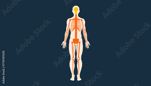 Human body silhouette with energy pathways, alternative health concept