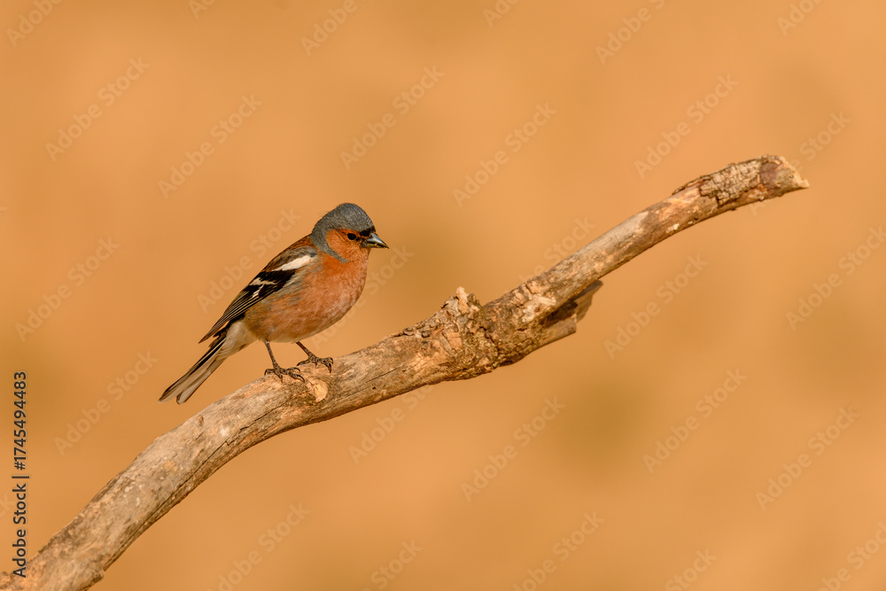 Fototapeta premium Chaffinch or Fringilla coelebs, perched on a twig.