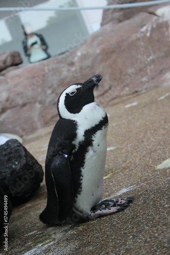 フンボルトペンギン