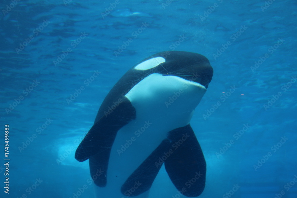 Obraz premium シャチ