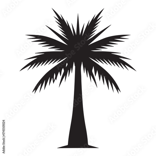 Silhouette of a palm tree