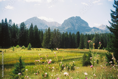 Peaceful summer landscape with wildflowers in the foreground, pine forest, and Durmitor mountain peaks in the background under a bright blue sky on film