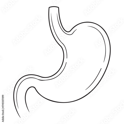Anatomical illustration of the human stomach