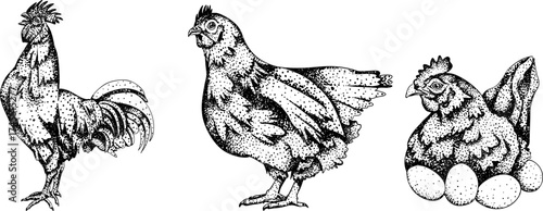 Detailed black-and-white engraving of a rooster, hen, and brooding hen with eggs, showcasing intricate feather patterns and natural poses. Perfect for rustic or farm-themed designs.