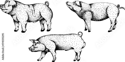 Detailed black-and-white engraving of three pigs in various poses, featuring intricate dot patterns. Great for farm, rustic, or livestock-themed designs.