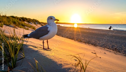 Fototapeta Naklejka Na Ścianę i Meble -  A seagull on a sandy dune at sunset