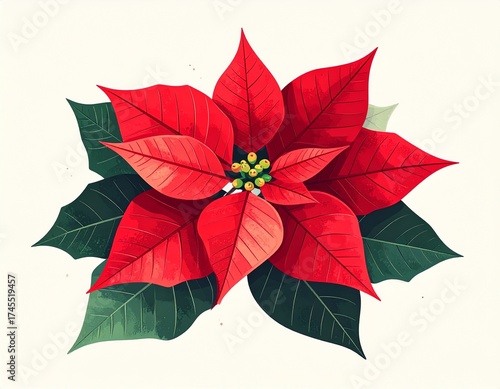Flor de Pascua, Ilustración estilizada de poinsettia con hojas puntiagudas, fondo blanco