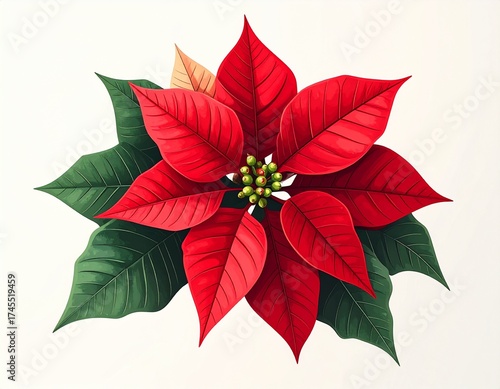 Flor de Pascua, Ilustración estilizada de poinsettia con hojas puntiagudas, fondo blanco