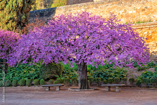 Granada, Spain. Blooming acacia in the Alhambra Palace complex. Beautiful Spanish historic city. Travel, Tourism