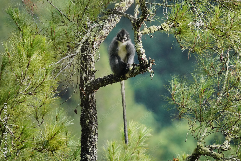 Obraz premium lemur on tree