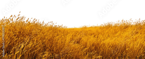 Golden field of tall grass