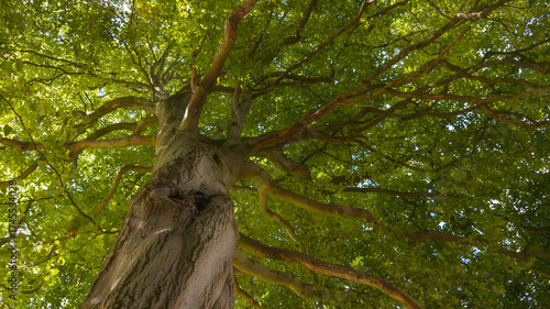 Trunk to Canopy