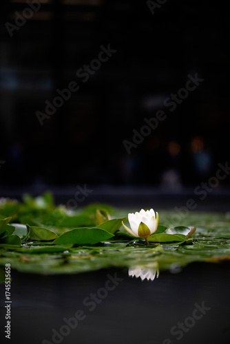 Fototapeta Waterlily with reflection