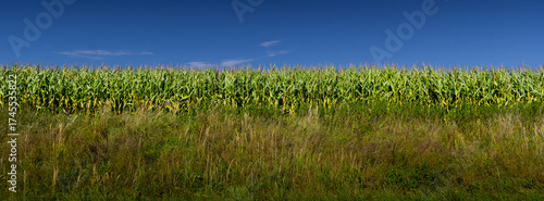 A plant called corn. The grains of this plant are mainly used in the food industry. It is also used in the form of silage as animal feed.