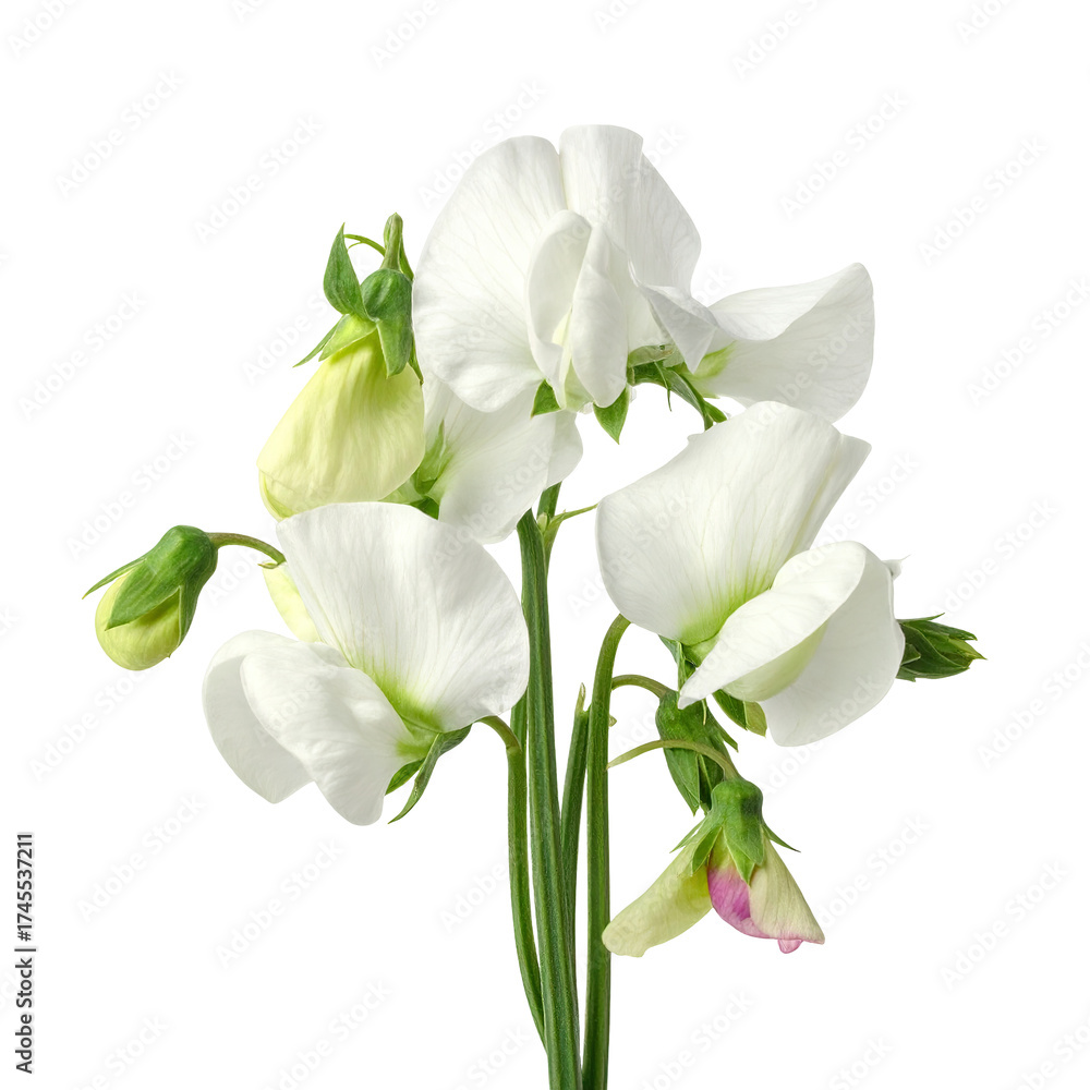 Obraz premium Close-up of vibrant, white blossoms with buds, set against a stark black background