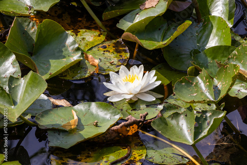 water lilies in the pond
