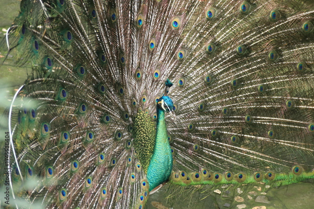 Obraz premium A stunning male peacock (Pavo muticus) displaying its full tail feathers in a vibrant fan shape. The iridescent blue and green plumage with distinctive eye patterns symbolizes beauty, pride, and elega