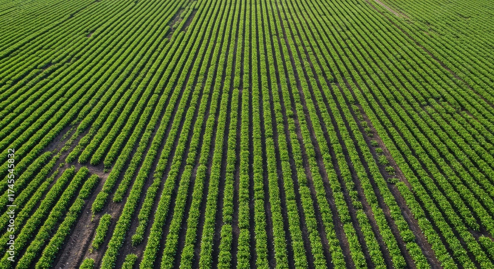 Fototapeta premium Expansive green agricultural field with perfectly aligned rows of healthy crops, showcasing vastness and natural abundance under a clear sky
